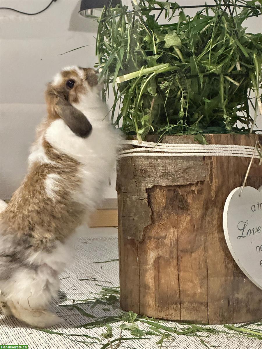 🐰 Liebevolle Kleintierbetreuung 🐭im ganzen Berner Seeland