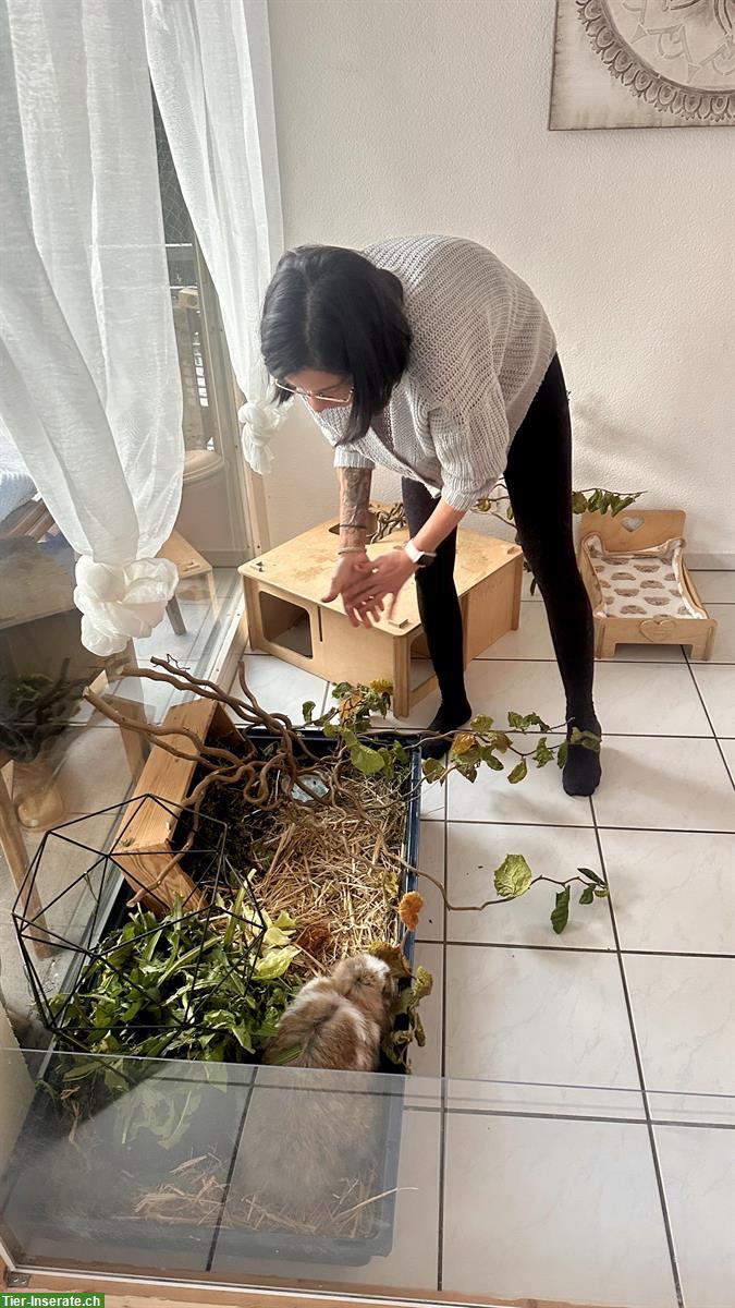 Bild 2: 🐰 Liebevolle Kleintierbetreuung 🐭im ganzen Berner Seeland