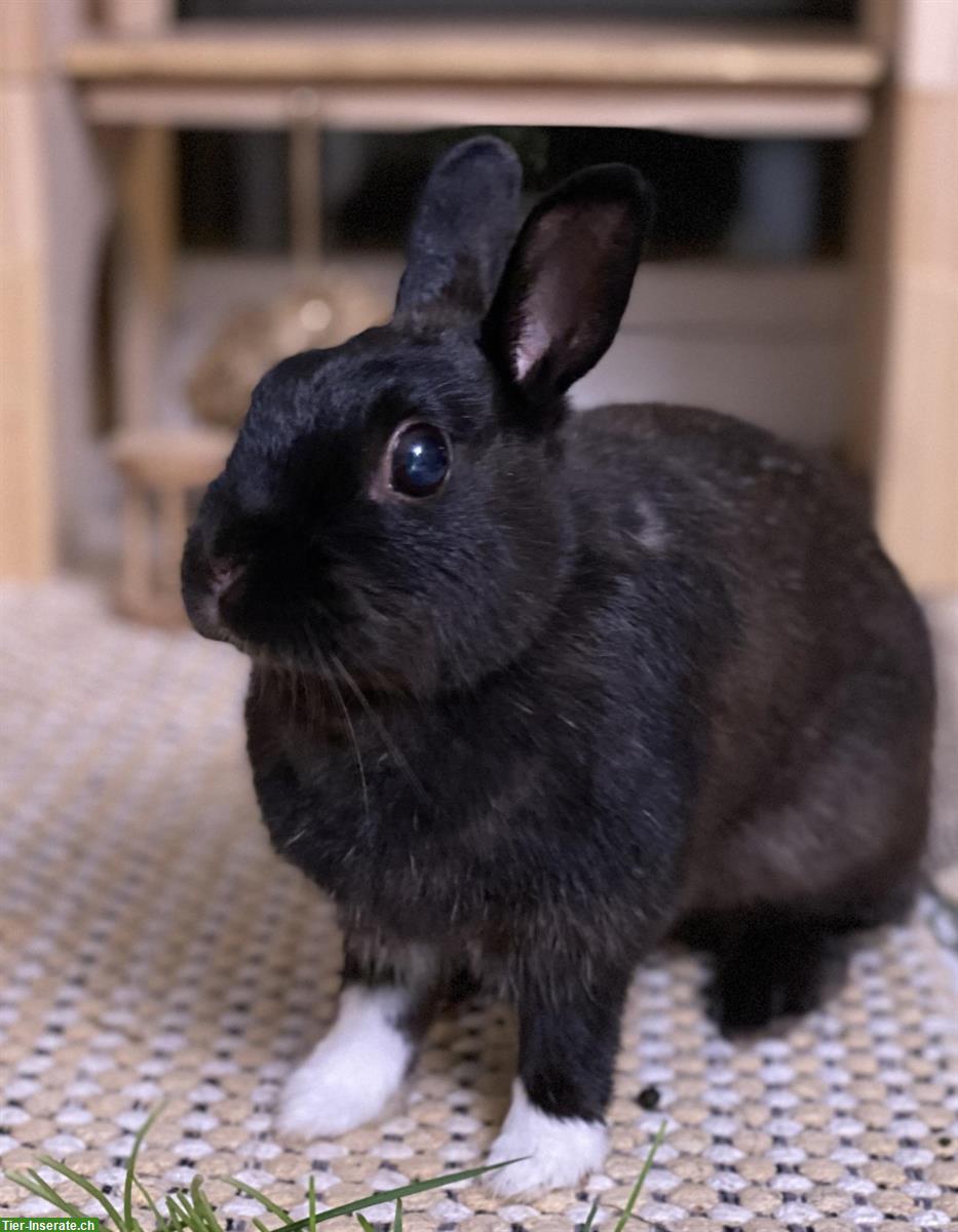 Bild 3: 🐰 Liebevolle Kleintierbetreuung 🐭im ganzen Berner Seeland