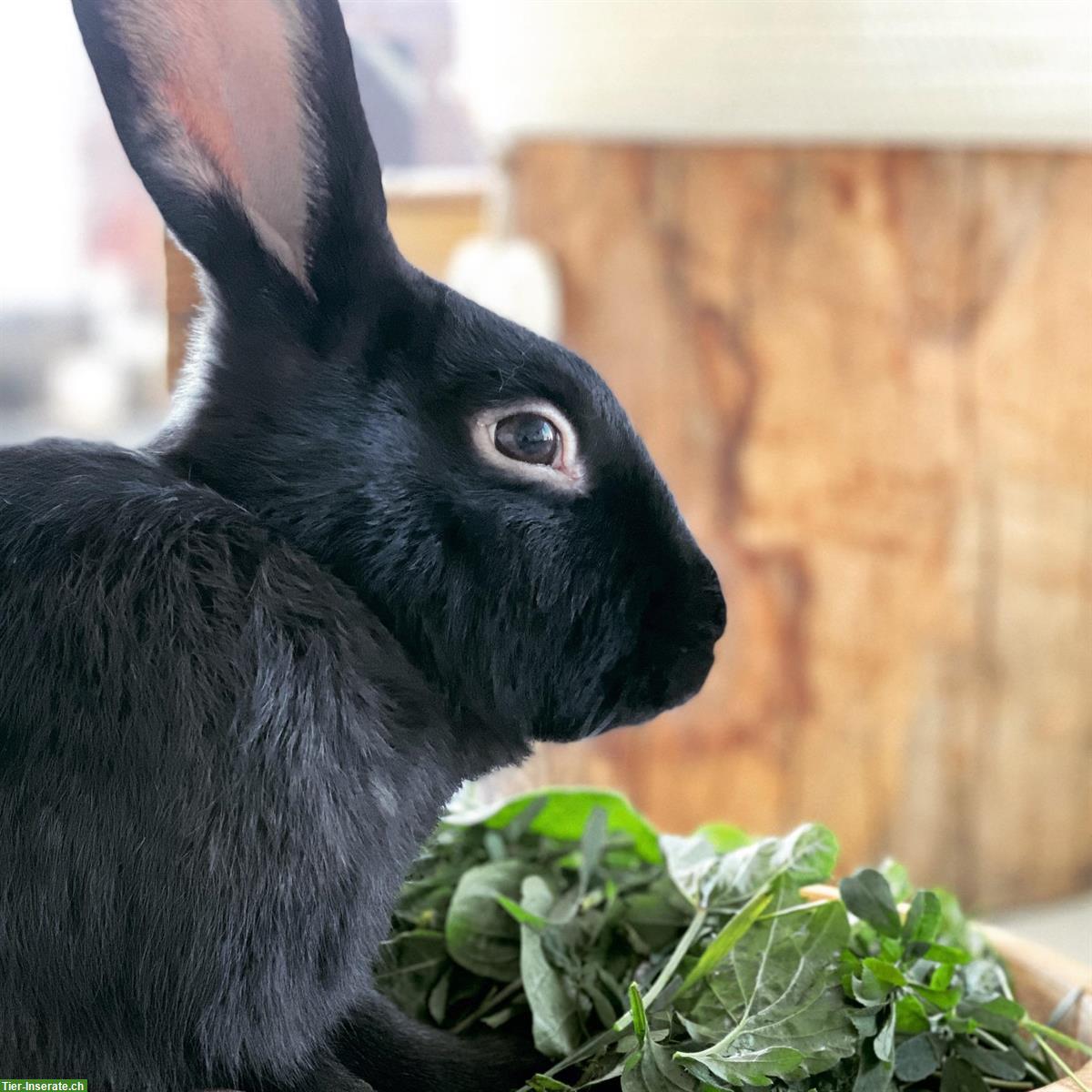 Bild 4: 🐰 Liebevolle Kleintierbetreuung 🐭im ganzen Berner Seeland