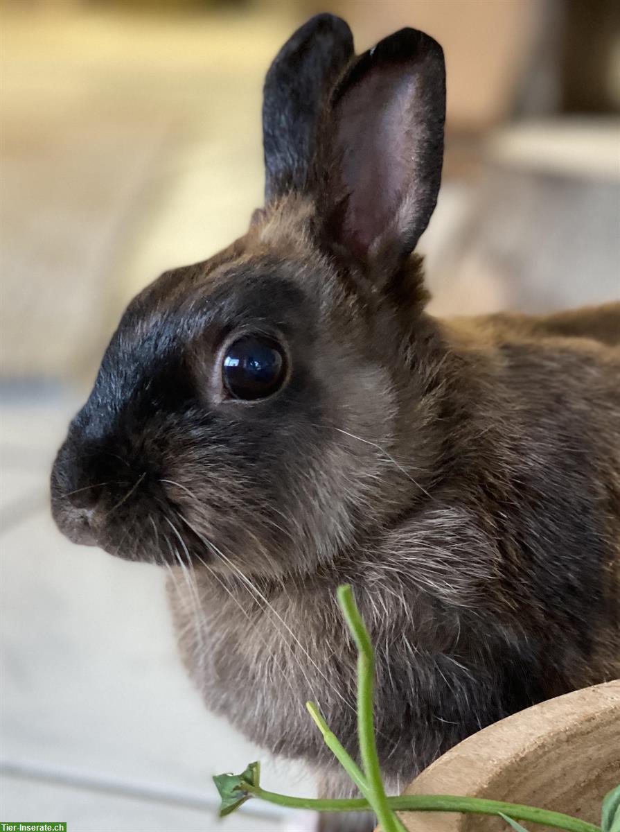 Bild 5: 🐰 Liebevolle Kleintierbetreuung 🐭im ganzen Berner Seeland