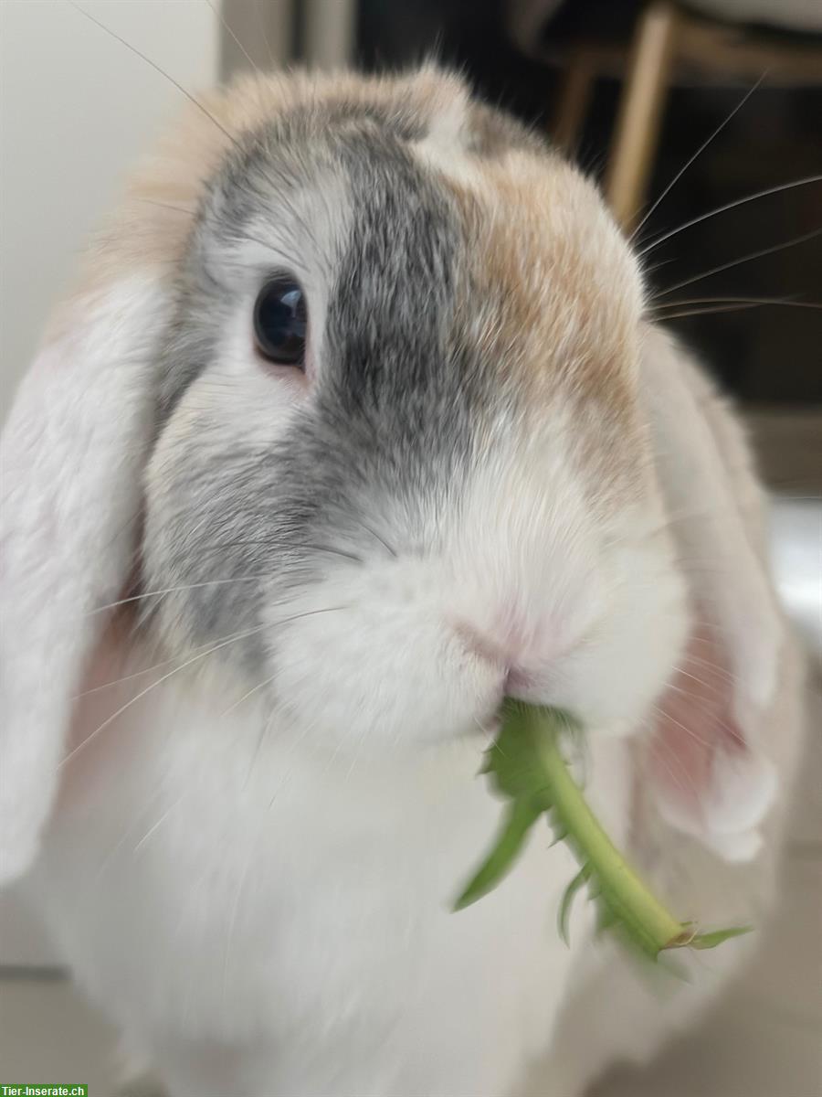 Bild 6: 🐰 Liebevolle Kleintierbetreuung 🐭im ganzen Berner Seeland