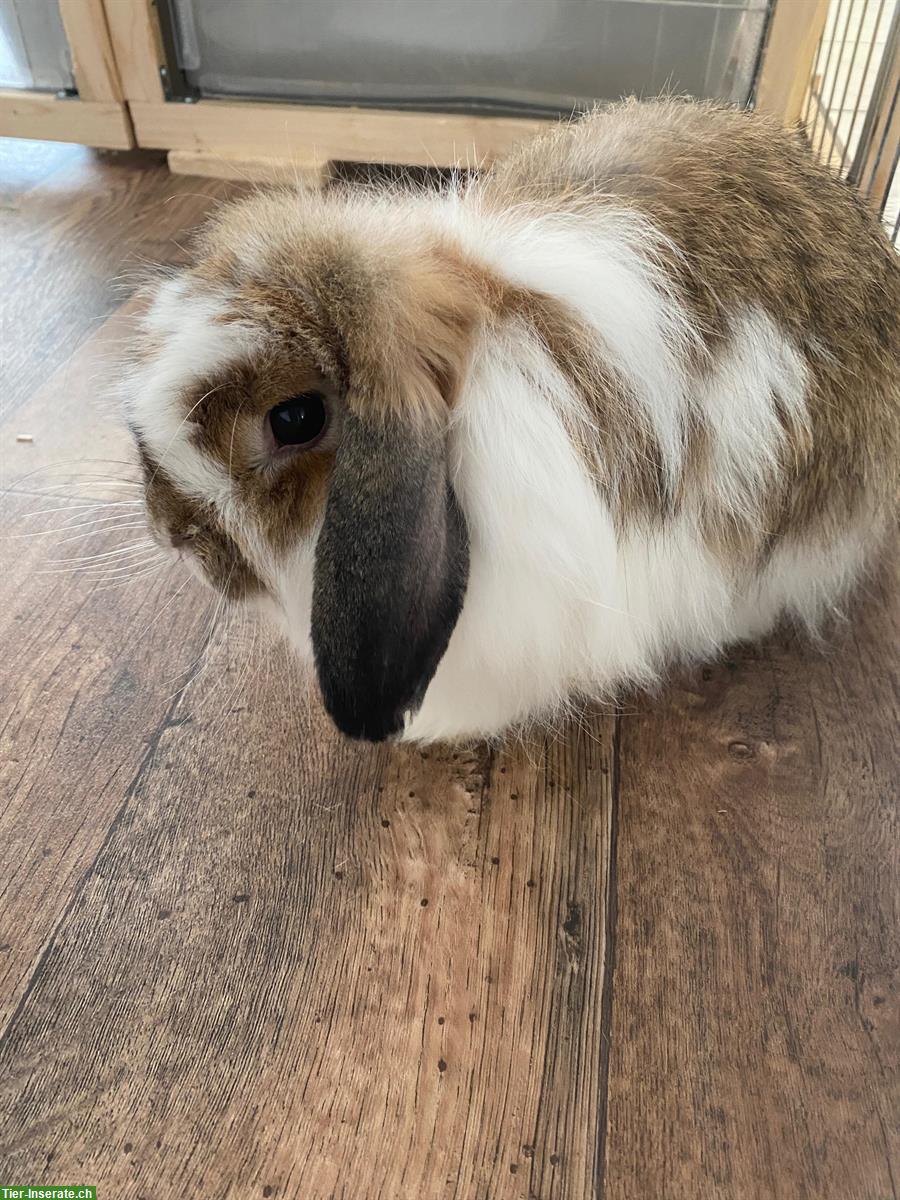 Bild 7: 🐰 Liebevolle Kleintierbetreuung 🐭im ganzen Berner Seeland