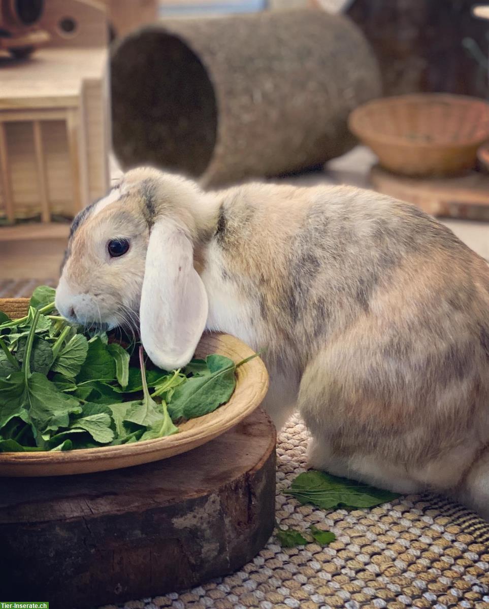 Bild 8: 🐰 Liebevolle Kleintierbetreuung 🐭im ganzen Berner Seeland