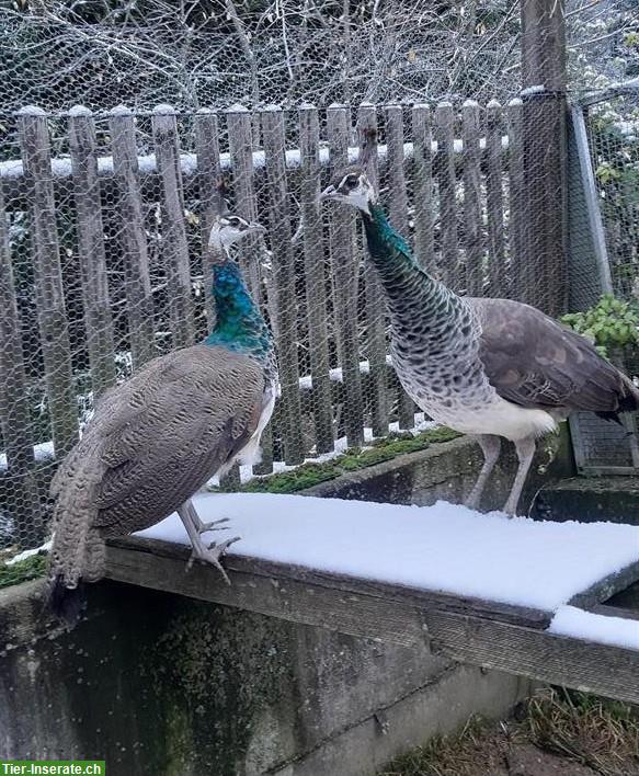 Blauer Pfau Jungtiere (männlich) zu verkaufen