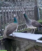 Blauer Pfau Jungtiere (männlich) zu verkaufen