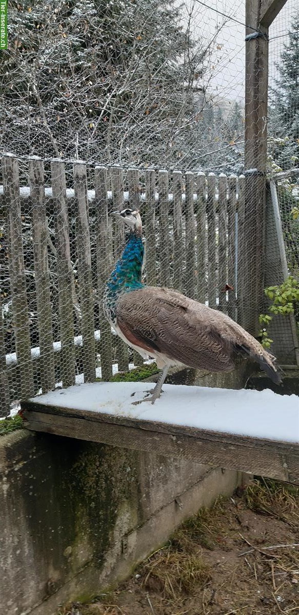 Bild 2: Blauer Pfau Jungtiere (männlich) zu verkaufen