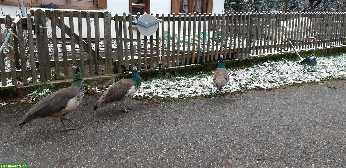 Bild 3: Blauer Pfau Jungtiere (männlich) zu verkaufen
