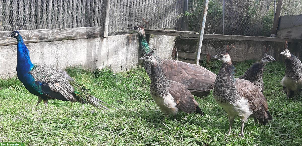 Bild 4: Blauer Pfau Jungtiere (männlich) zu verkaufen