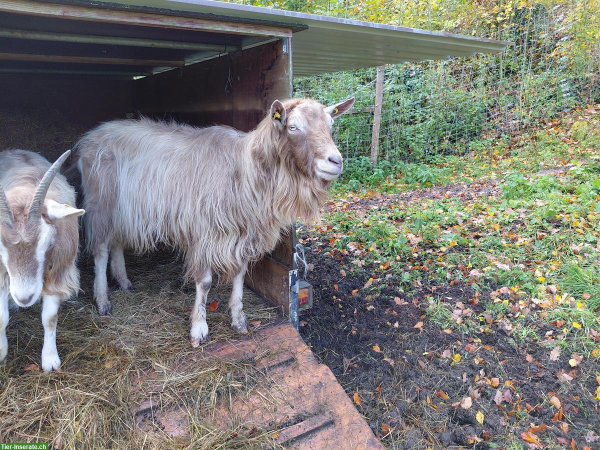 Toggenburger Ziegenbock (unbehornt) zu verkaufen