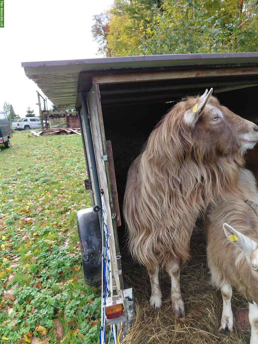 Bild 2: Toggenburger Ziegenbock (unbehornt) zu verkaufen