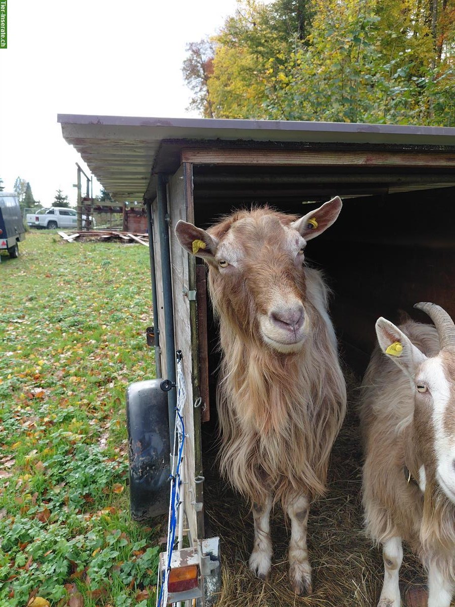 Bild 3: Toggenburger Ziegenbock (unbehornt) zu verkaufen