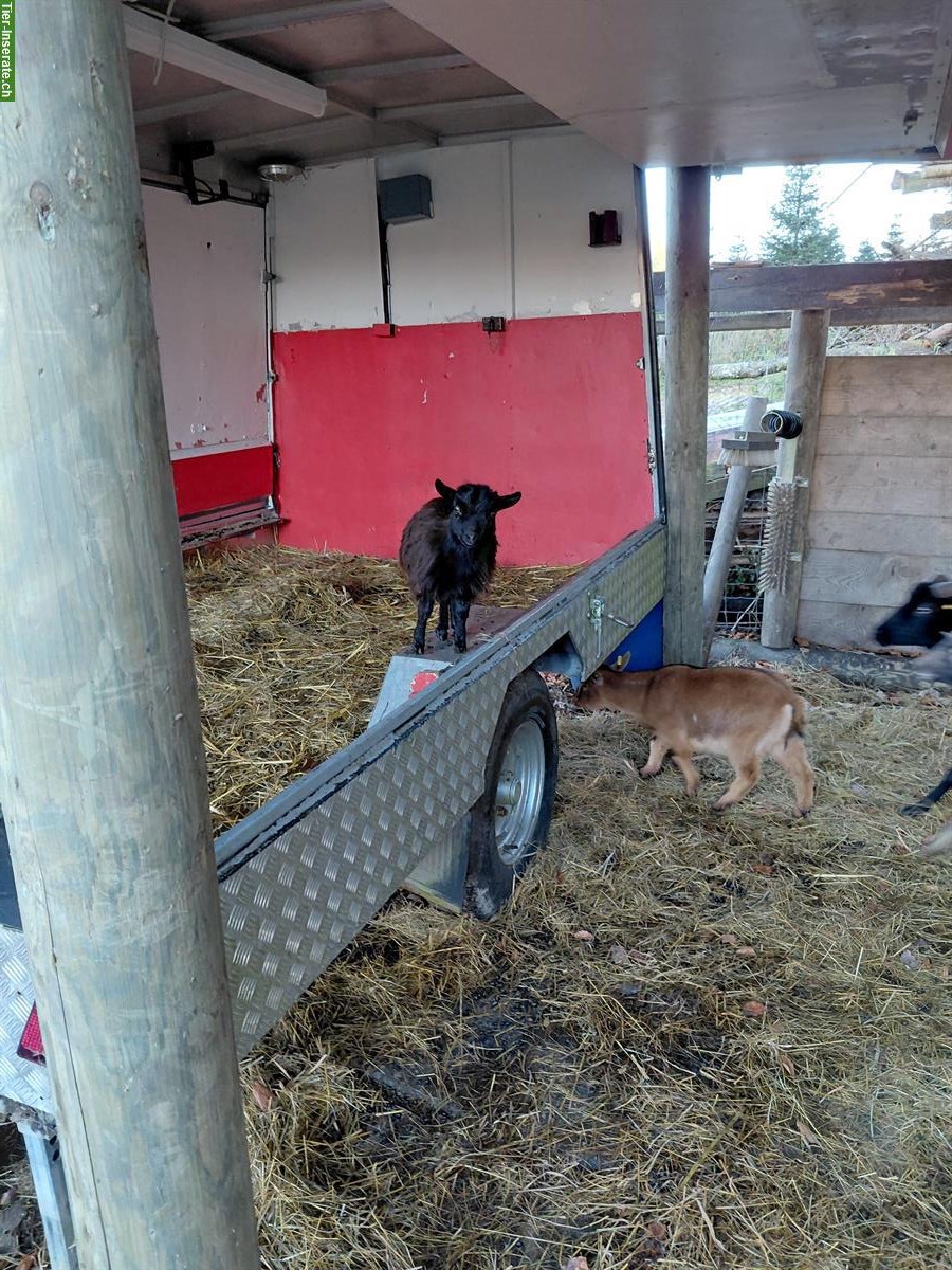 Bild 2: Zwei Zwergziegen, Jungtier (2025) und Bock (2023)