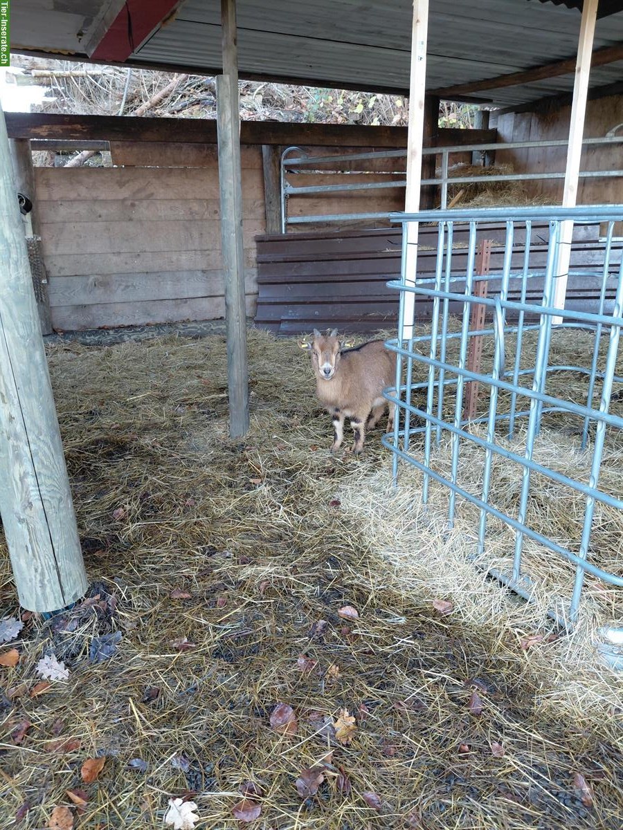 Bild 3: Zwei Zwergziegen, Jungtier (2025) und Bock (2023)