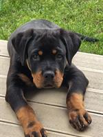 Rottweiler Welpe (Rüde) sucht hundeerfahrenes Zuhause