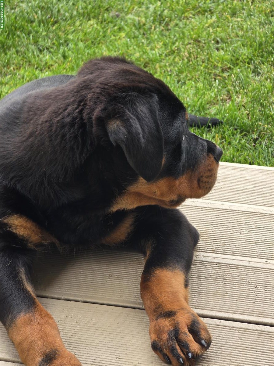 Bild 2: Rottweiler Welpe (Rüde) sucht hundeerfahrenes Zuhause