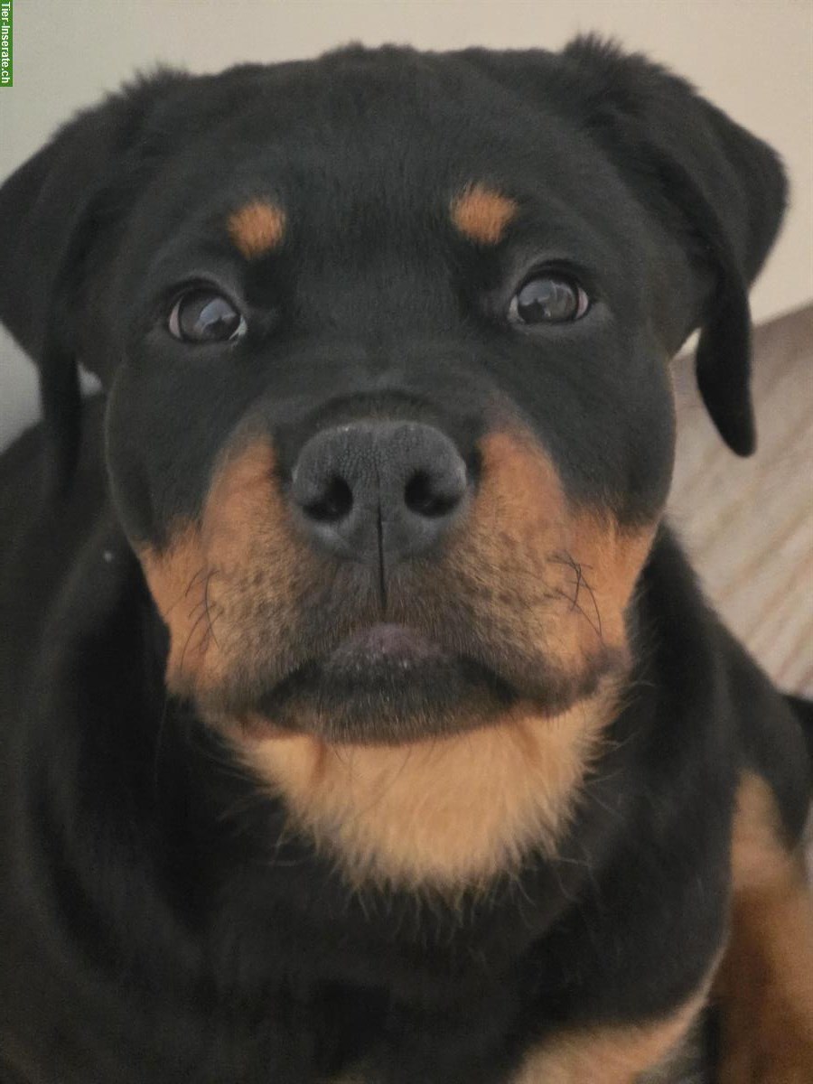 Bild 3: Rottweiler Welpe (Rüde) sucht hundeerfahrenes Zuhause