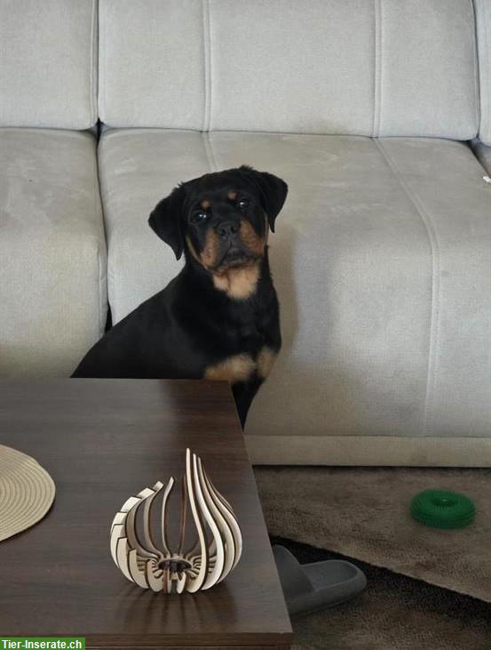 Bild 4: Rottweiler Welpe (Rüde) sucht hundeerfahrenes Zuhause