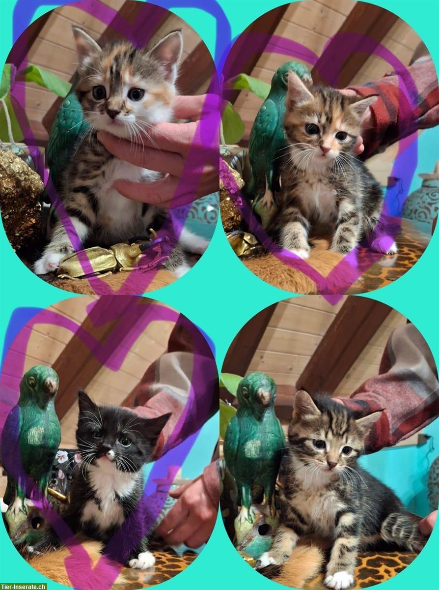 Zauberhafte Mix Kitten, stubenrein, Freigänger