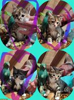 Zauberhafte Mix Kitten, stubenrein, Freigänger