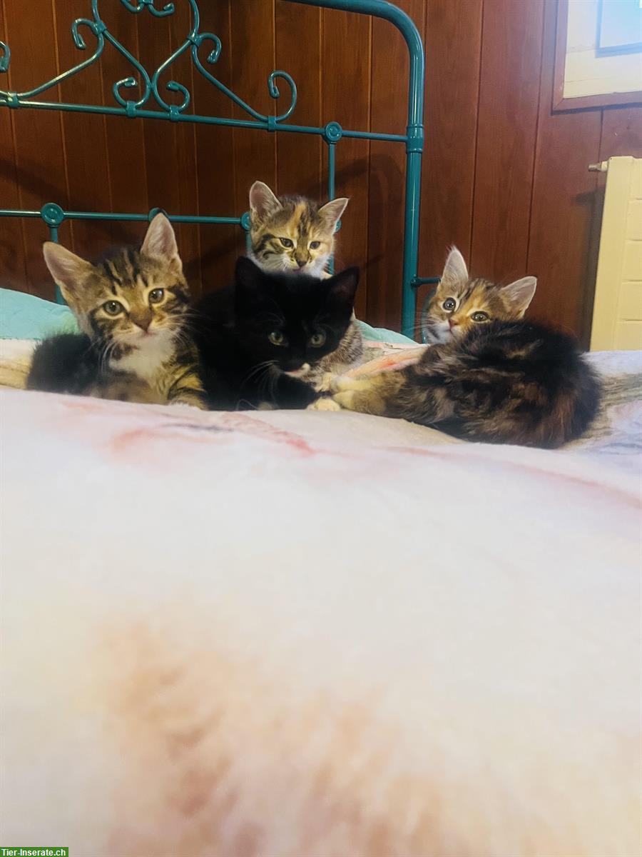 Bild 2: Zauberhafte Mix Kitten, stubenrein, Freigänger