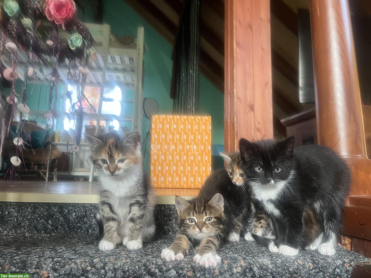 Bild 3: Zauberhafte Mix Kitten, stubenrein, Freigänger