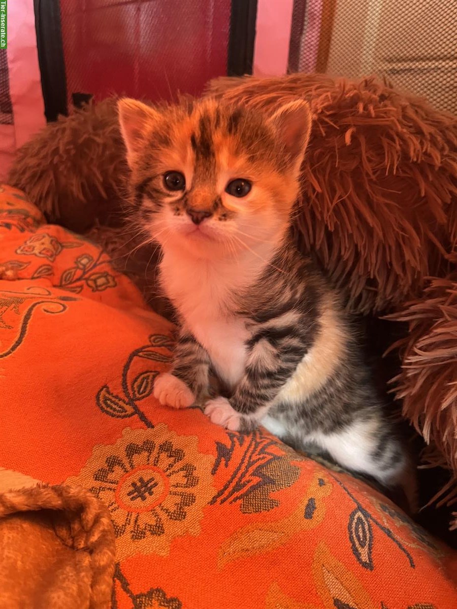 Bild 4: Zauberhafte Mix Kitten, stubenrein, Freigänger