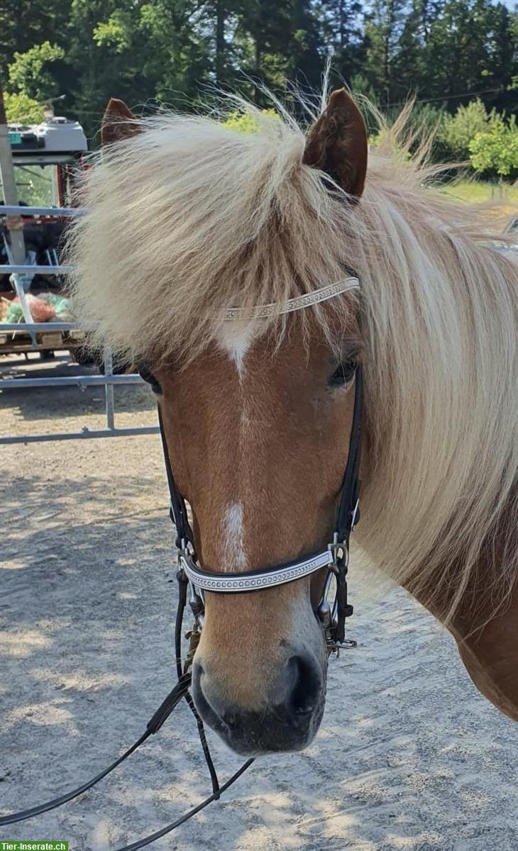 Bild 3: Trense: Nasen- und Stirnriemen (hannoveranisch) von Hunter