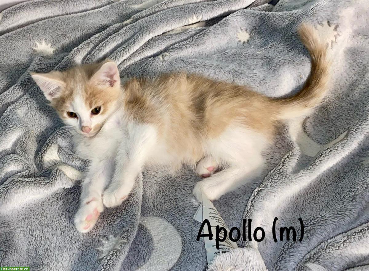 Verschmuste und verspielte Kitten suchen ein Zuhause