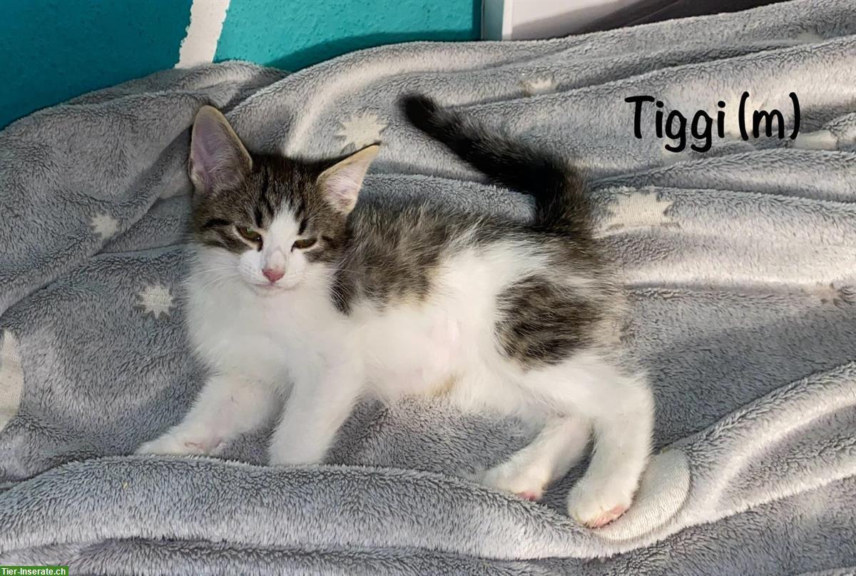 Bild 2: Verschmuste und verspielte Kitten suchen ein Zuhause