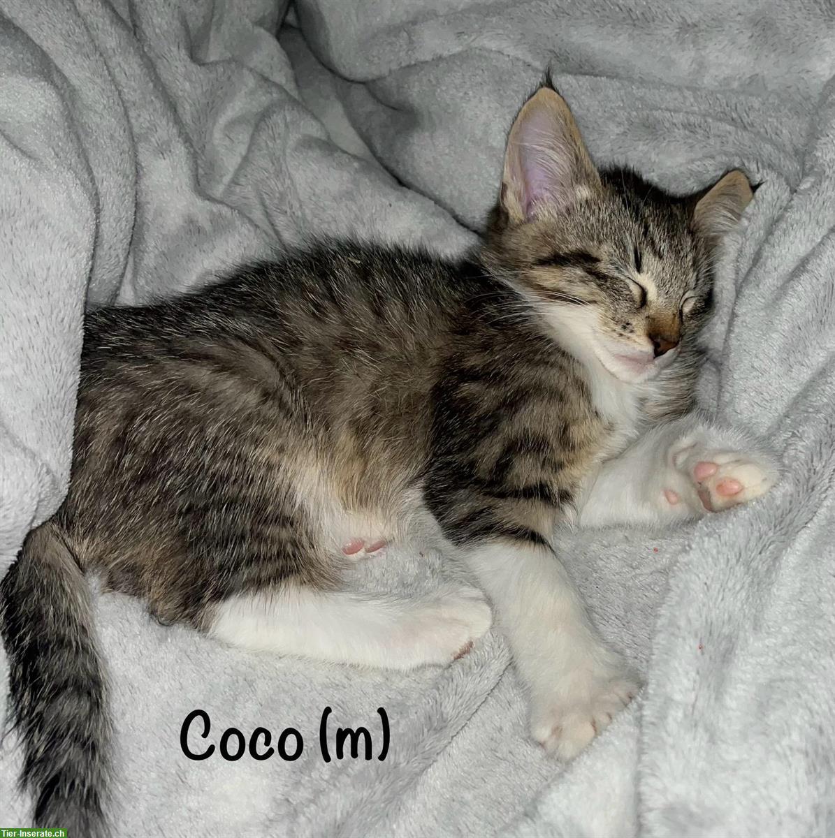 Bild 3: Verschmuste und verspielte Kitten suchen ein Zuhause