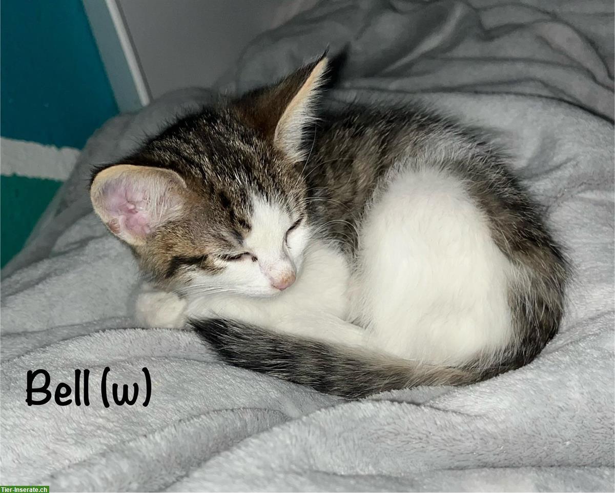 Bild 4: Verschmuste und verspielte Kitten suchen ein Zuhause