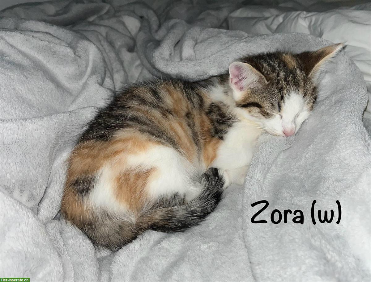 Bild 5: Verschmuste und verspielte Kitten suchen ein Zuhause