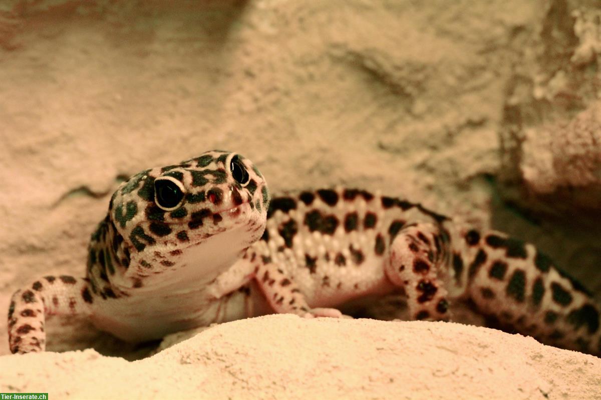 2 Leopardgeckos mit komplettem Terrarium + Zubehör abzugeben