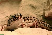 2 Leopardgeckos mit komplettem Terrarium + Zubehör abzugeben