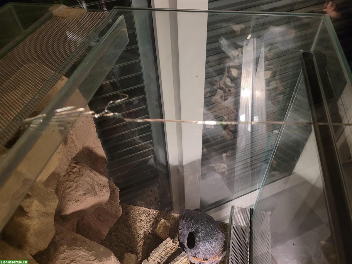 Bild 10: 2 Leopardgeckos mit komplettem Terrarium + Zubehör abzugeben