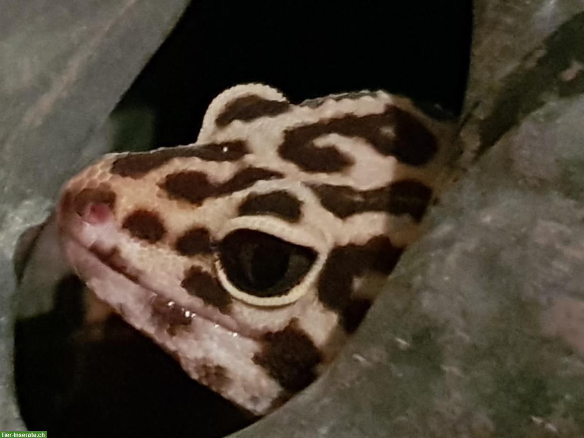 Bild 2: 2 Leopardgeckos mit komplettem Terrarium + Zubehör abzugeben