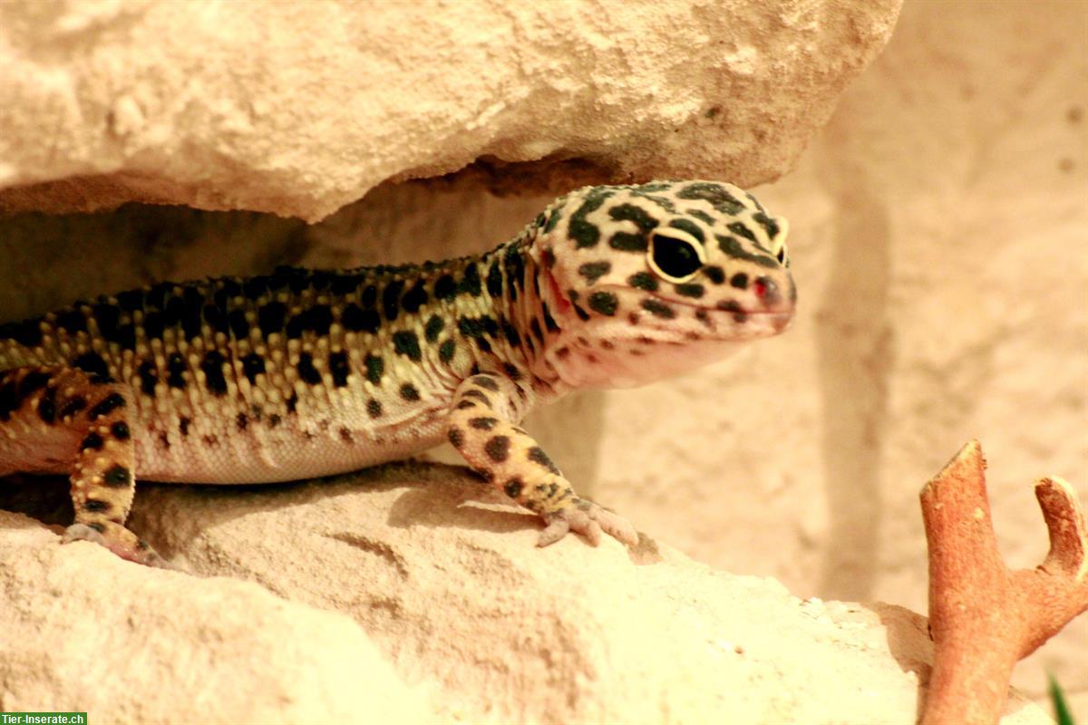 Bild 4: 2 Leopardgeckos mit komplettem Terrarium + Zubehör abzugeben
