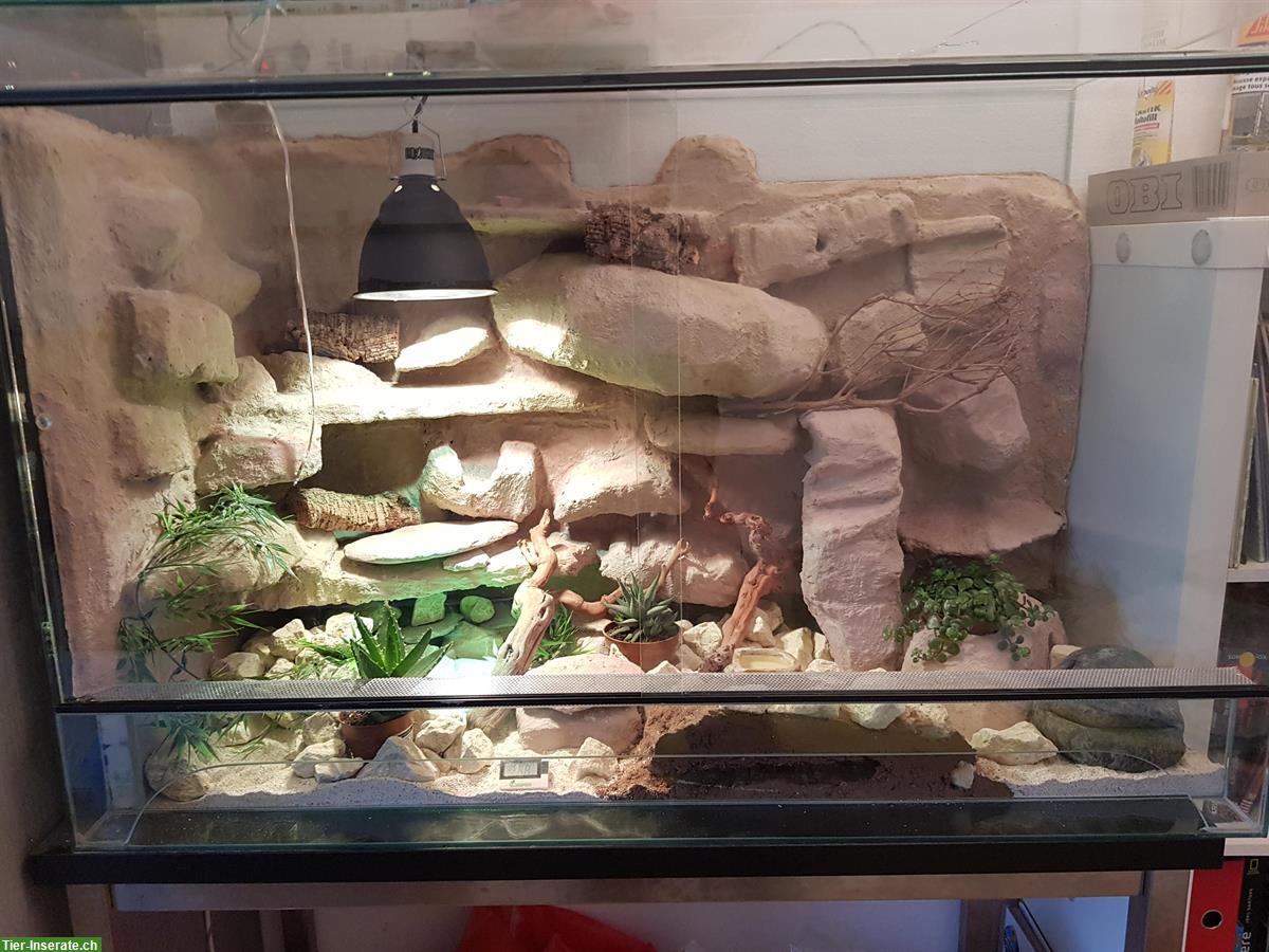 Bild 6: 2 Leopardgeckos mit komplettem Terrarium + Zubehör abzugeben