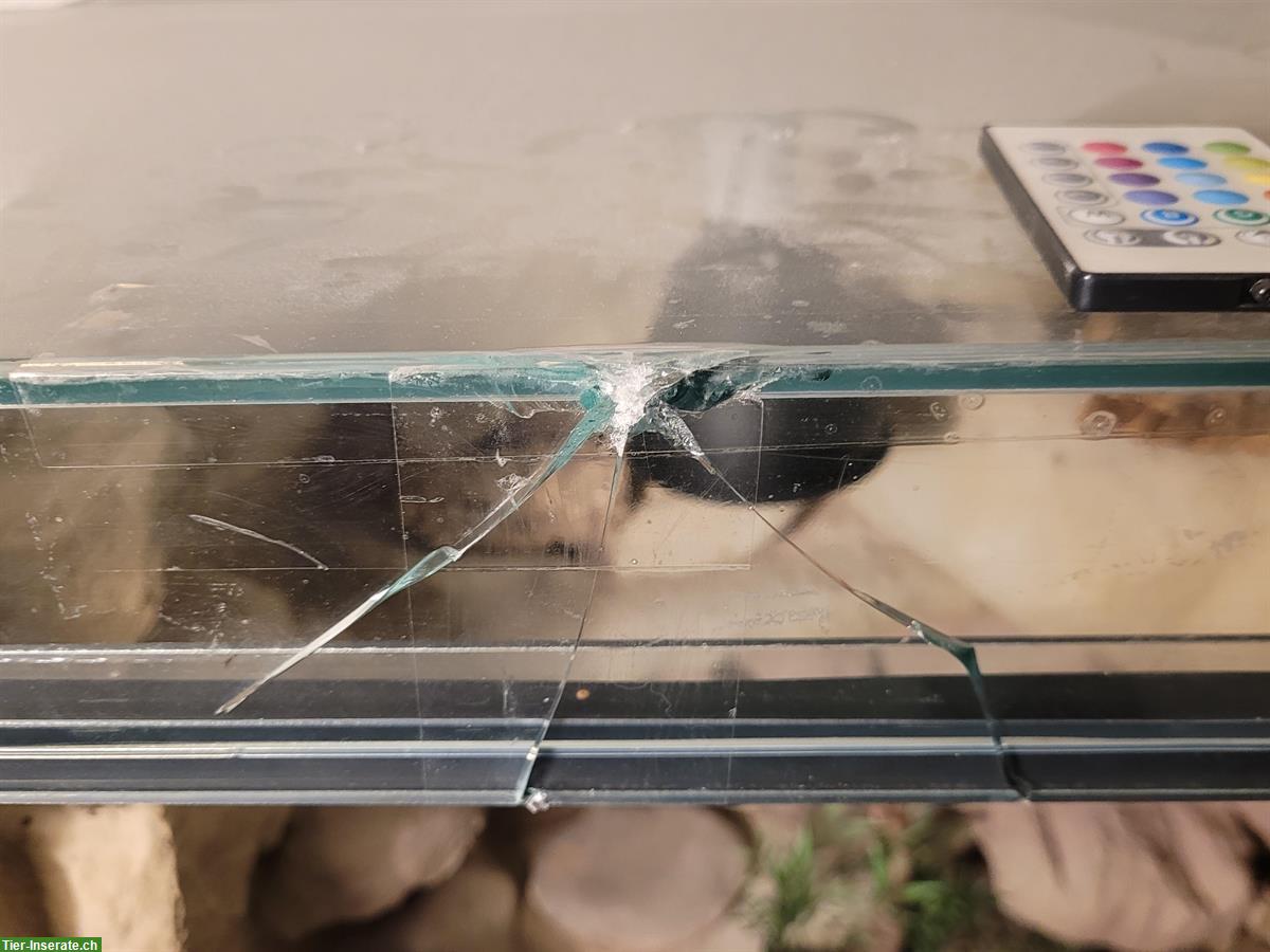 Bild 9: 2 Leopardgeckos mit komplettem Terrarium + Zubehör abzugeben