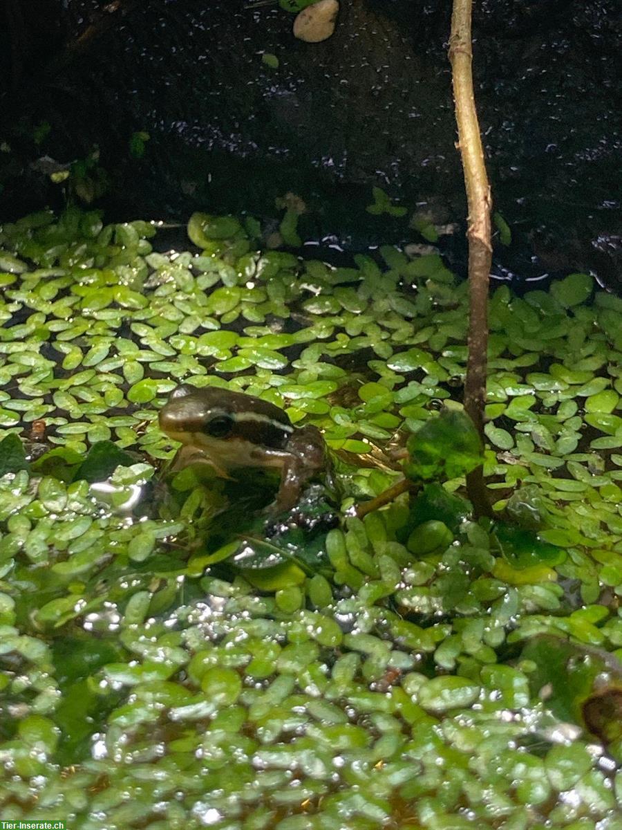 Dreistreifen Baumsteiger 0.0.2 | Epipedobates anthonyi