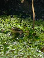 Dreistreifen Baumsteiger 0.0.2 | Epipedobates anthonyi