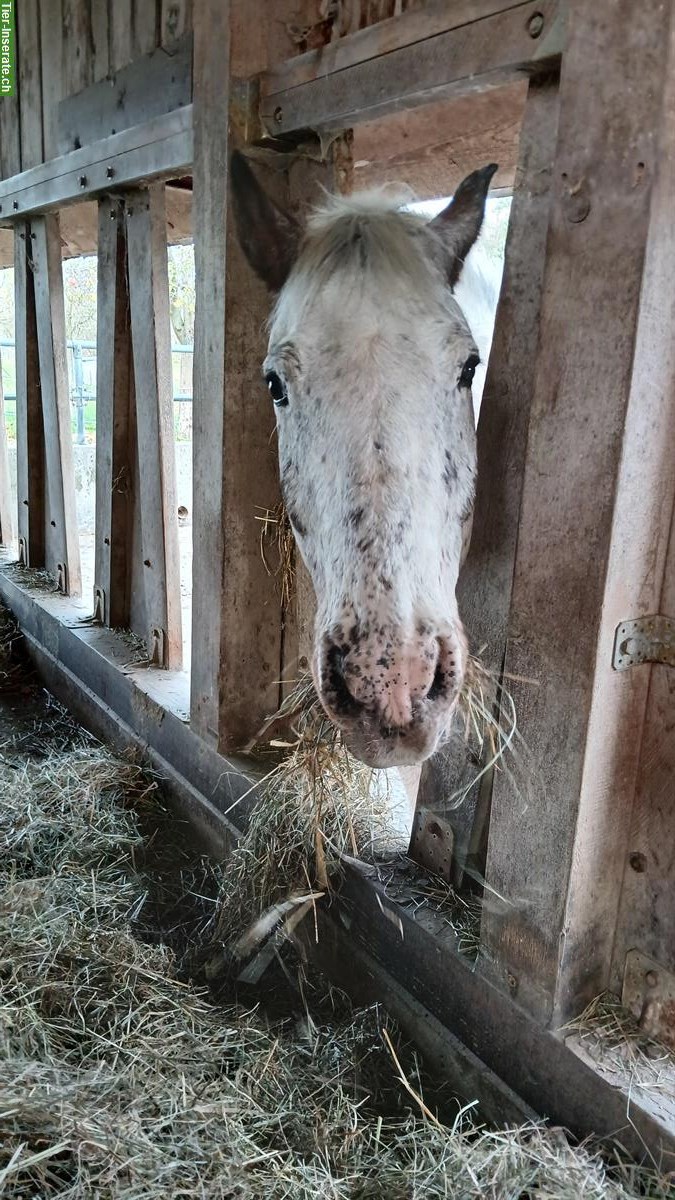 Criollo Wallach, 16-jährig, sucht Platz als Beistellpferd