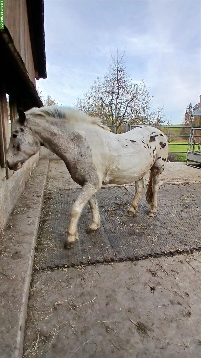 Bild 2: Criollo Wallach, 16-jährig, sucht Platz als Beistellpferd