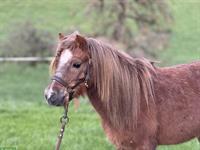 Shetlandponys, Stuten und Wallach