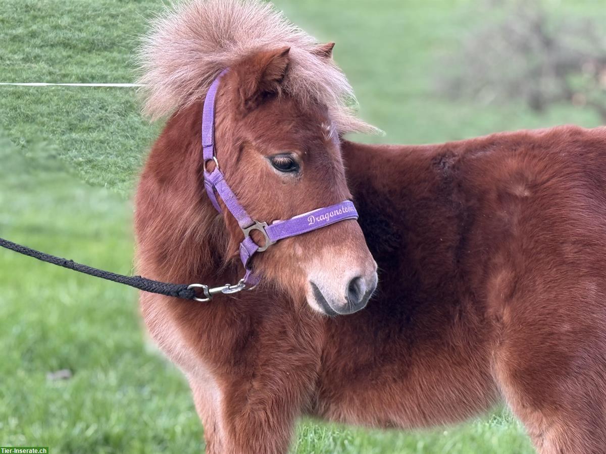 Bild 2: Shetlandponys, Stuten und Wallach