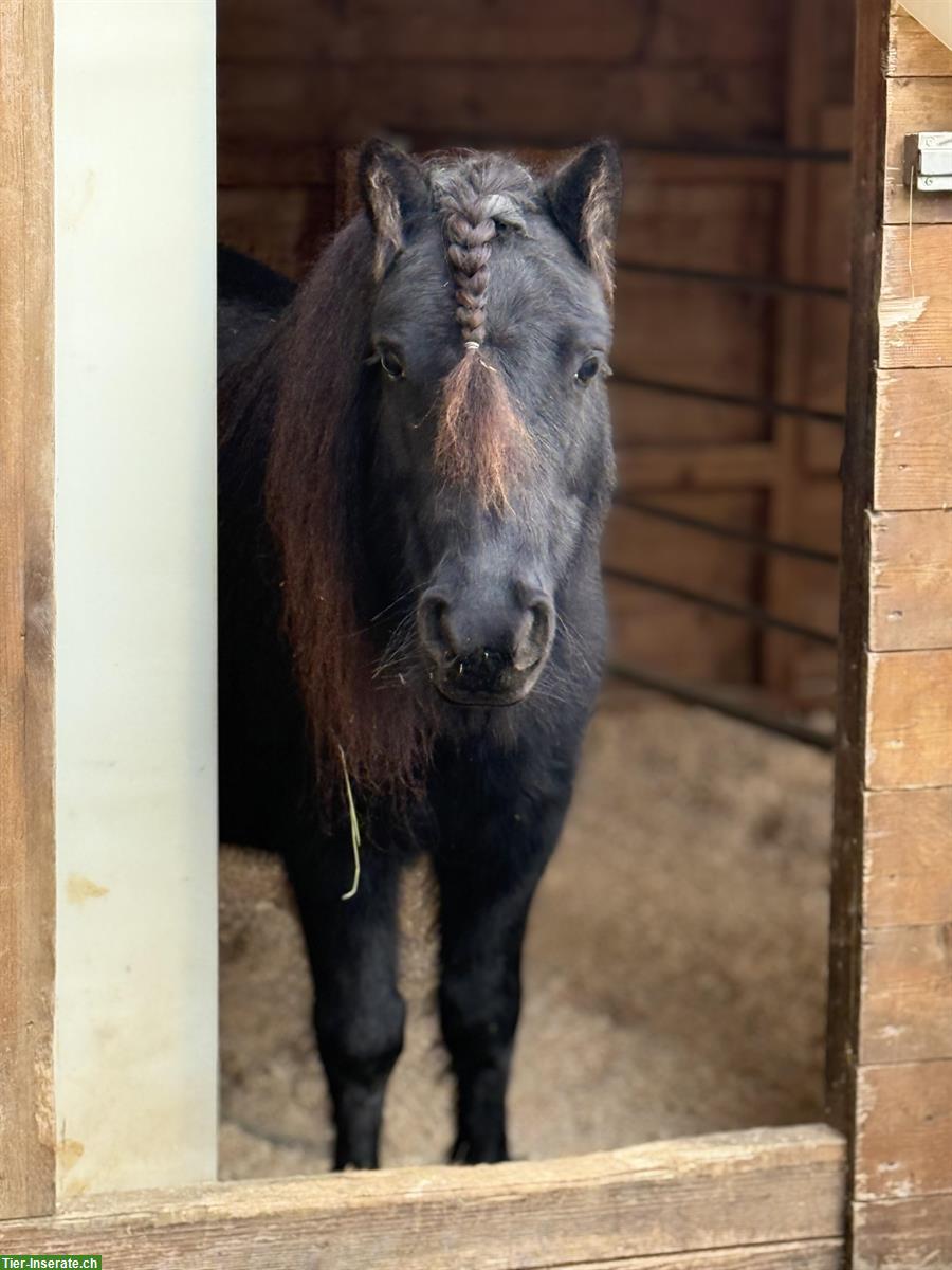 Bild 4: Shetlandponys, Stuten und Wallach