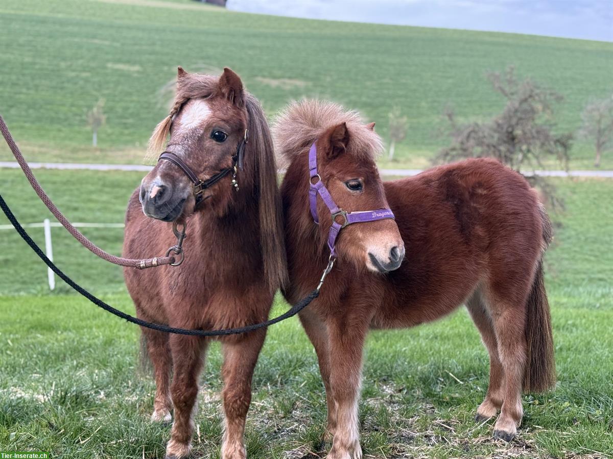 Bild 5: Shetlandponys, Stuten und Wallach