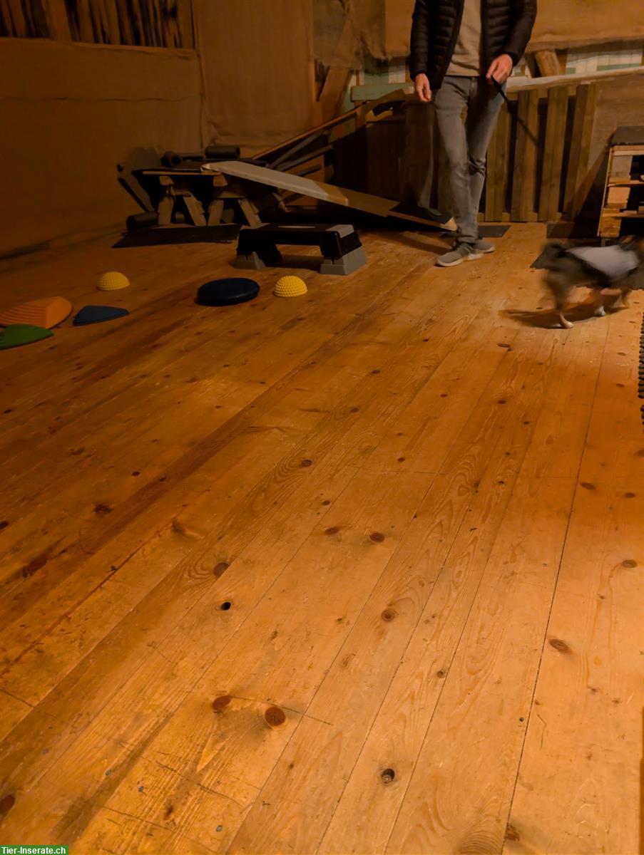 Welpen-Trainingshalle für zertifizierte Trainer