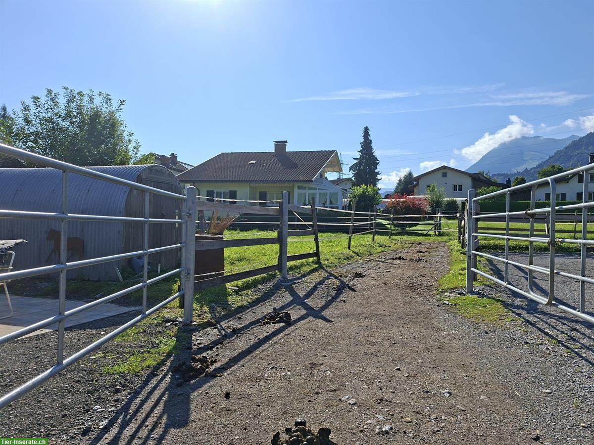 Offenstallplatz frei für Wallache in Frastanz, Österreich